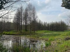 -溱湖国家湿地公园