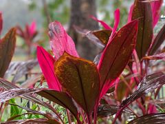 -中国科学院华南植物园