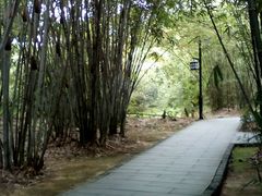 -大屏嶂森林公园