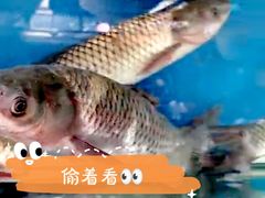 -燕北云山·农家菜·灶台鱼(密云溪翁庄店)