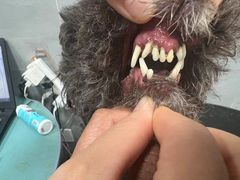 -宠福鑫康馨动物医院·骨科·眼科