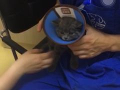 -芭比堂动物医院·犬猫全科·异宠专科(雁塔分院)