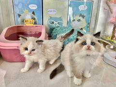 -糯米喵星人总部直营旗舰店·猫舍·幼猫出售