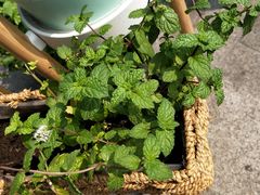 -香颂咖啡(华德中心广场店)