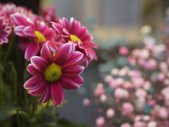 -平吉花卉市场
