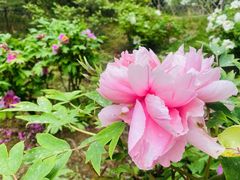 -国家植物园