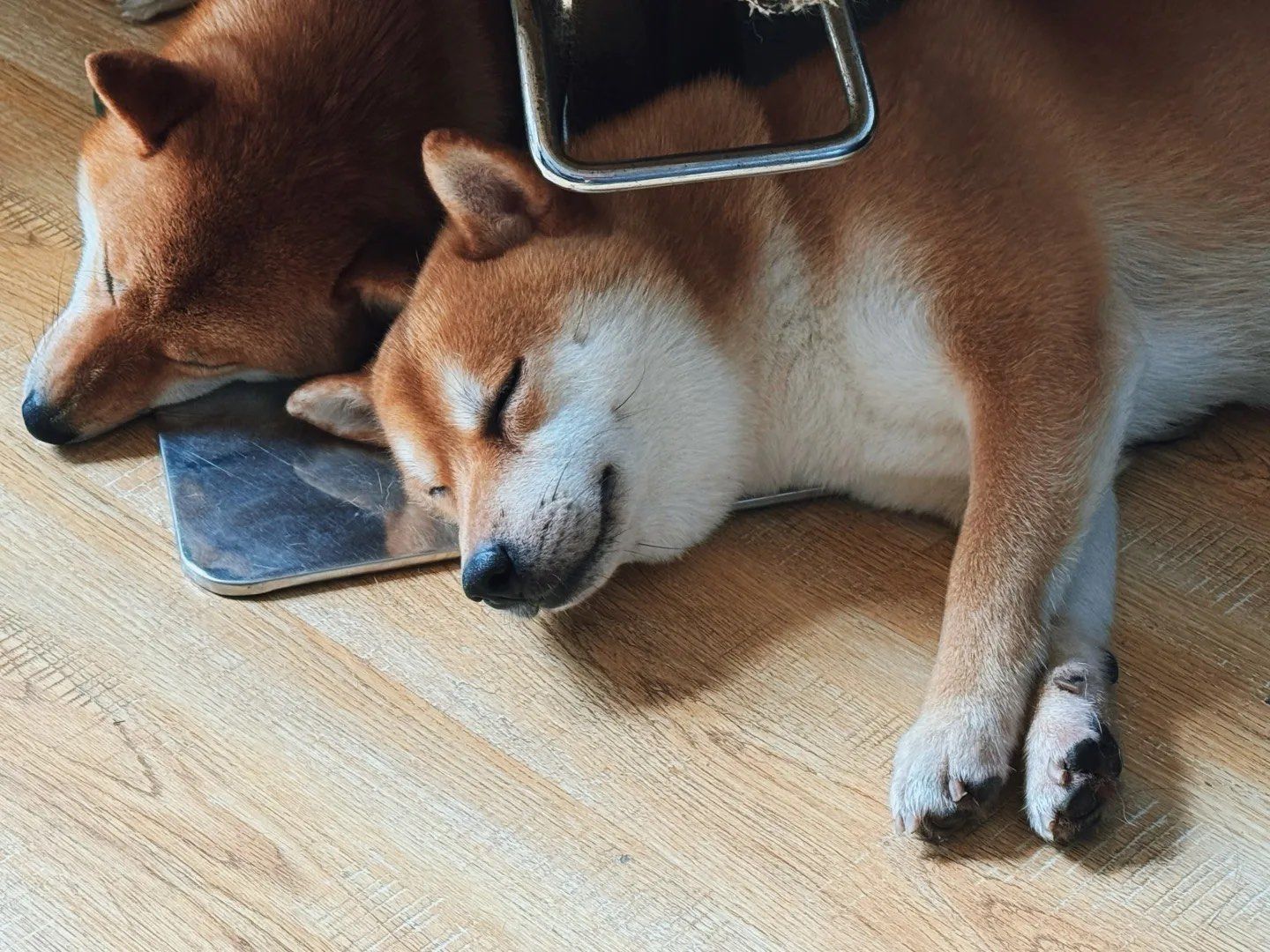 小狗狗睡觉可真甜啊