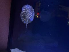 -上海海洋水族馆