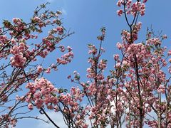 -天适樱花悠乐园