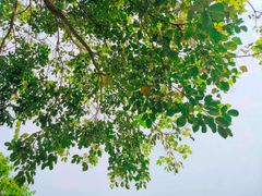 -火炉山森林公园