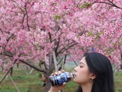 -天适樱花悠乐园