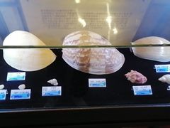 -贝壳梦幻世界