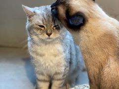 -猫儿山۰猫主题餐厅