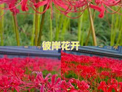 -西安大兴善寺