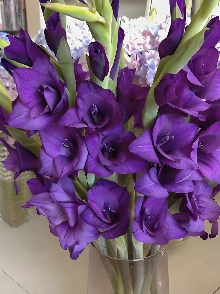 紫色剑兰,寓意:高贵与优雅/创造力与灵感