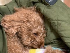 -宠福鑫动物医院(望京分院)