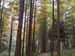 -山王坪喀斯特国家生态公园