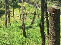 -中国大熊猫保护研究中心雅安碧峰峡基地