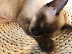 -Cappucimeow猫咪咖啡馆(韦伯时代店)