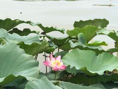 -白洋淀景区