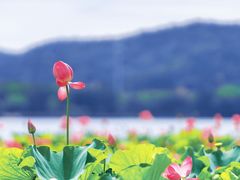 -石湖景区