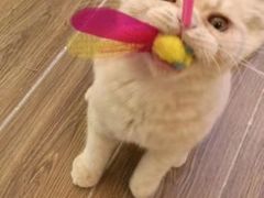 -猫大福·Fortune Cat猫舍(百子湾店)