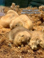 -Zoolung Zoolung动物主题公园(海信广场店)