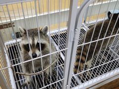 -猫色咖啡·猫咖