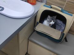 -爱侣宠医·鹦鹉专科·小型哺乳类·异宠专科(灵石路店)