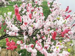 -上海辰山植物园