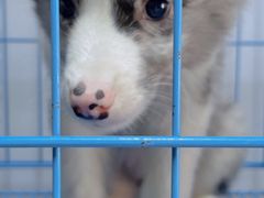 -青石桥花鸟鱼虫市场(叠翠城店)