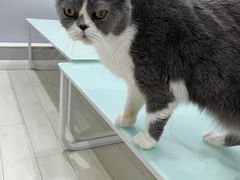 -喵的天空名猫咖啡馆·撸猫·猫舍·用品