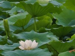 -青龙湖公园