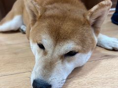 -是阿柴呀！柴犬咖啡·爱喵喵猫咖