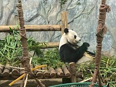 -深圳野生动物园