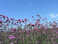 -紫颐香薰山谷景区