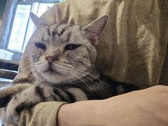 -猫猫幼稚园·撸猫·桌游·电玩