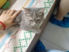 -楼上猫咖(罗湖店)