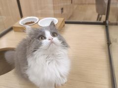 -袖虎猫馆(十亩地店)