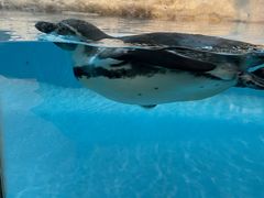 -帝企鹅自助餐厅•儿童岛•真企鹅(长隆企鹅酒店)