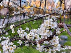 -新虹桥中心花园