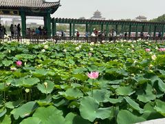 -莲花池公园