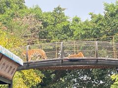 -深圳野生动物园