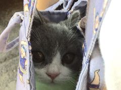 -佳雯宠物医院(金华南路分院)