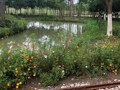 -合肥滨湖国家森林公园