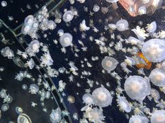 -太平洋海底世界