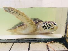 海龟-广东惠东海龟国家级自然保护区