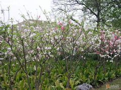 -上海市龙华烈士陵园