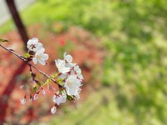 -顾村公园