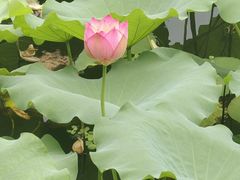-荔湾湖公园